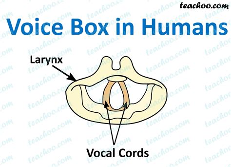 electric voice box name|where is my voice box.